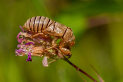 Cicadetta montana