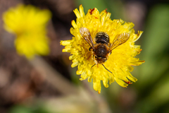 Anthidium punctatum