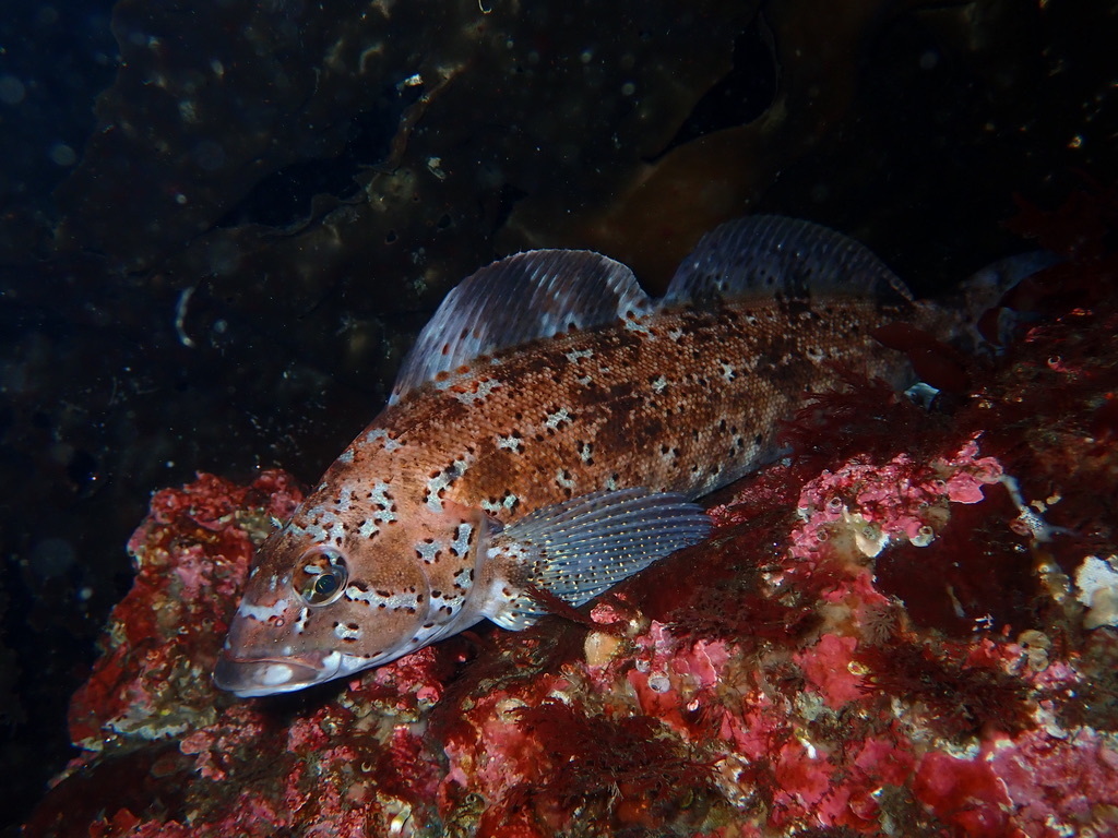 Kelp Greenling