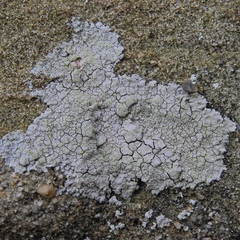 Trapelia placodioides