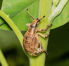 Episomus lacerta