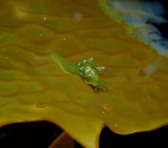 Roburnella wilsoni