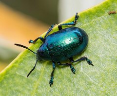 Platycorynus peregrinus