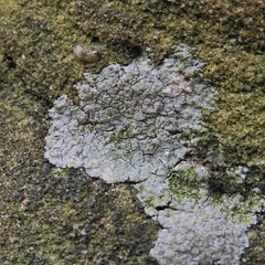 Trapelia placodioides