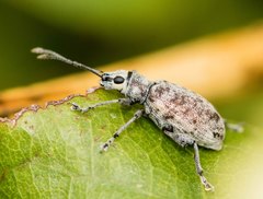 Myllocerus undecimpustulatus