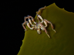 Pallenopsis macneilli