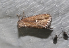 Condica temecula