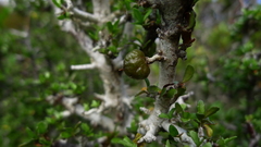 Pittosporum divaricatum