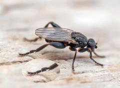 Sphaerocera curvipes