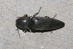 Orthostethus infuscatus