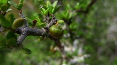 Pittosporum divaricatum