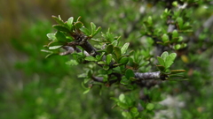 Pittosporum divaricatum