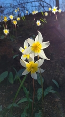 Erythronium helenae