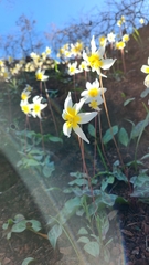 Erythronium helenae