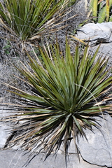 Yucca reverchonii