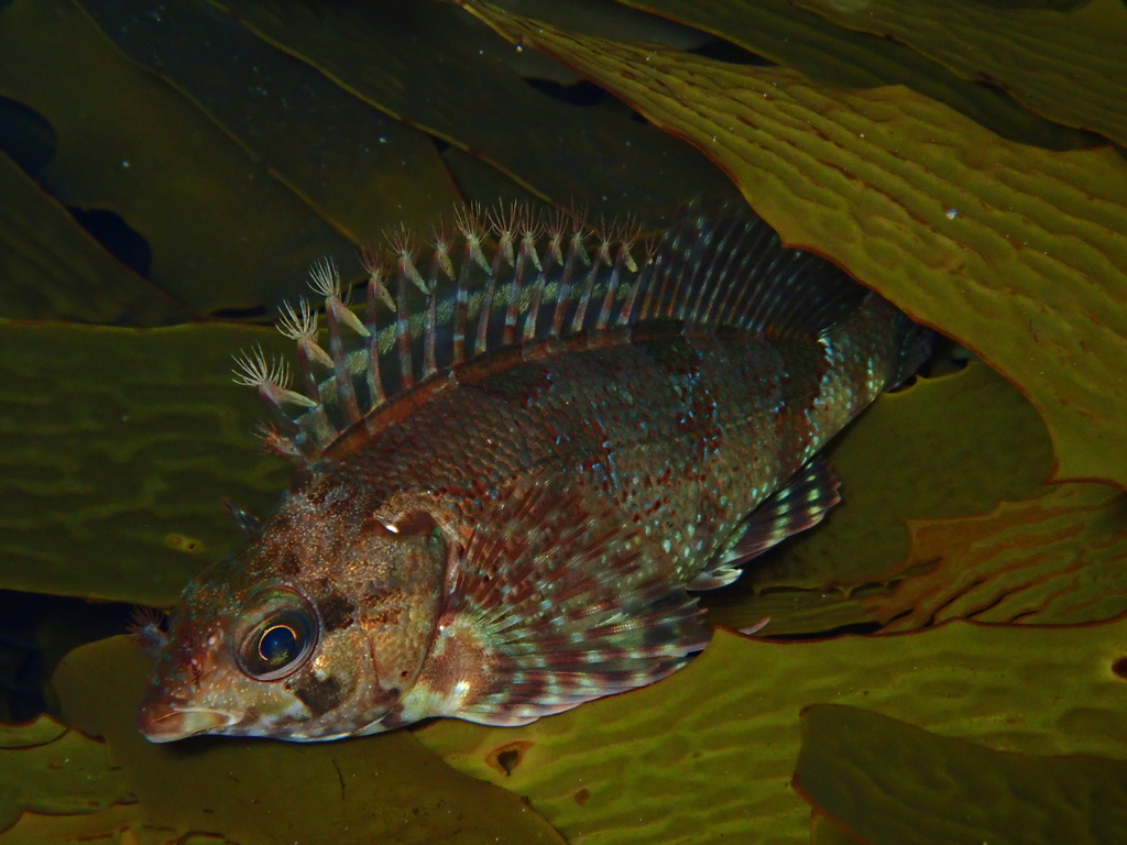 Kelp Fish