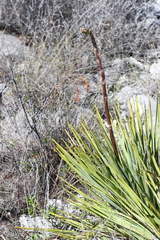 Yucca reverchonii
