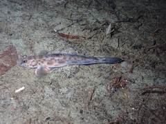 Lepidogobius lepidus