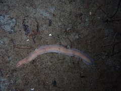 Cerebratulus