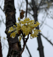 Cornus officinalis