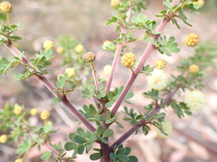 Acacia mitchellii