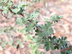 Acacia mitchellii