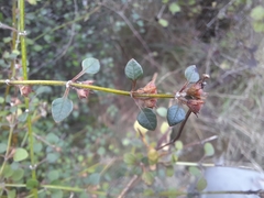 Teucrium parvifolium