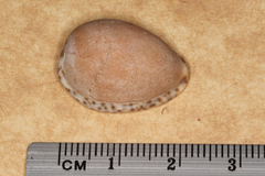 Notocypraea angustata