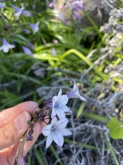 Triteleia clementina, photograph (c) Sula Vanderplank, some rights reserved (CC BY)