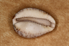 Notocypraea angustata