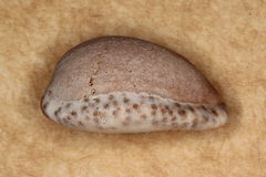 Notocypraea angustata