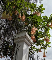 Brugmansia