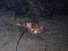 Chitonotus pugetensis