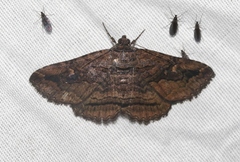 Zaleops umbrina