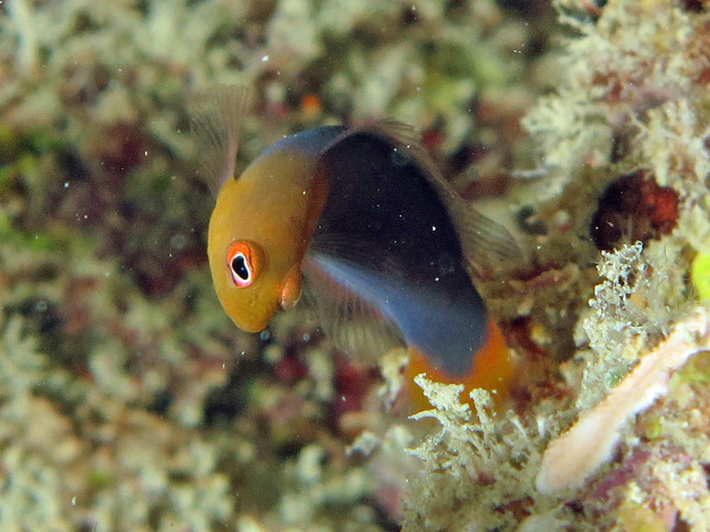 Firetail dottyback (Pseudochromis flammicauda) — Pseudochromidae