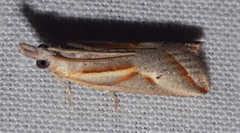 Arotrophora arcuatalis