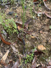 Pterostylis major
