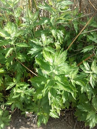 iNaturalist observation photo of California mugwort