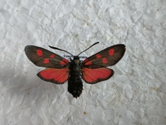 Zygaena angelicae