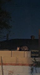 Didelphis virginiana