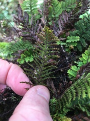 Adenophorus tamariscinus