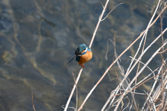 Alcedo atthis