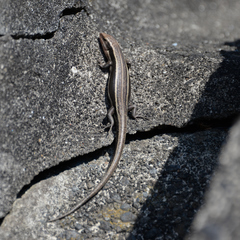 Plestiodon finitimus