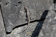 Plestiodon finitimus