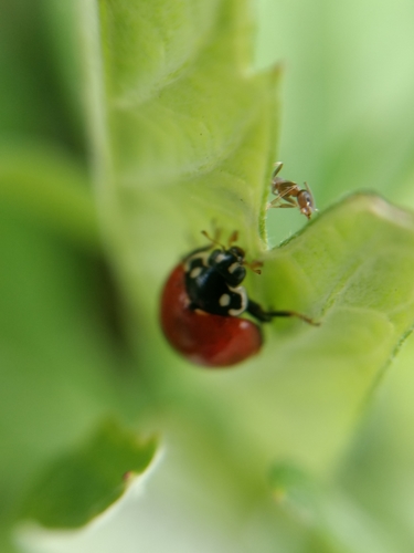 iNaturalist observation photo of Spotless Lady Beetle