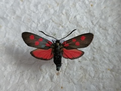 Zygaena angelicae