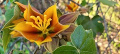 ×chiranthofremontia lenzii