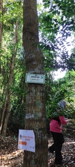 Calophyllum soulattri