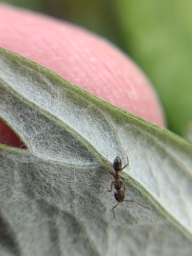 iNaturalist observation photo of Argentine Ant