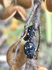 Pseudapines geminata